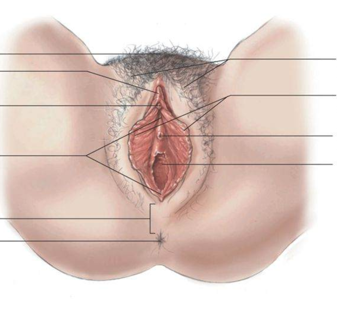3d XRAY оплодотворение urethra