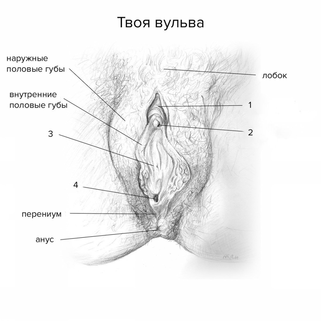 Наружные женские половые органы строение анатомия