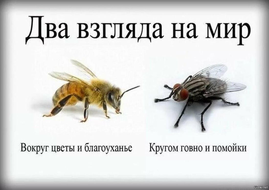 Мемы про драконов