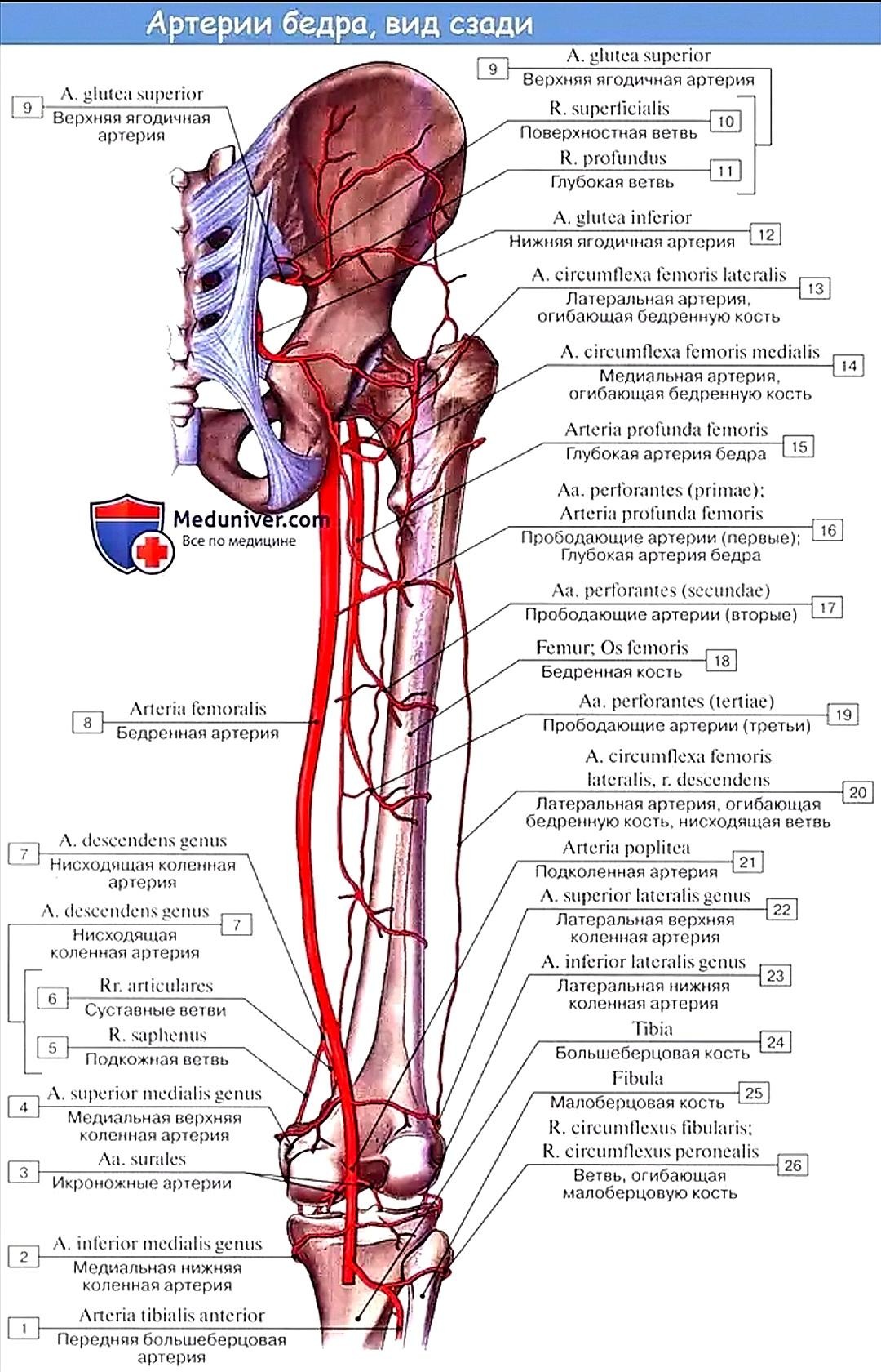 Артерия circumflexa femoris medialis