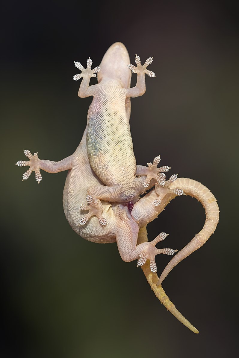Hemidactylus platyurus