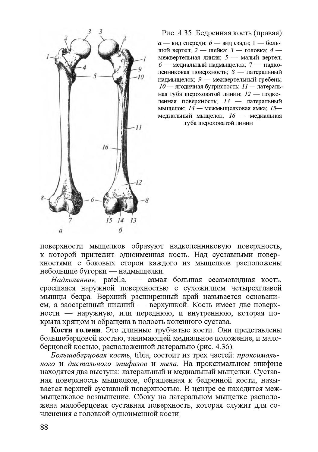 Строение бедренной кости вид спереди и сзади