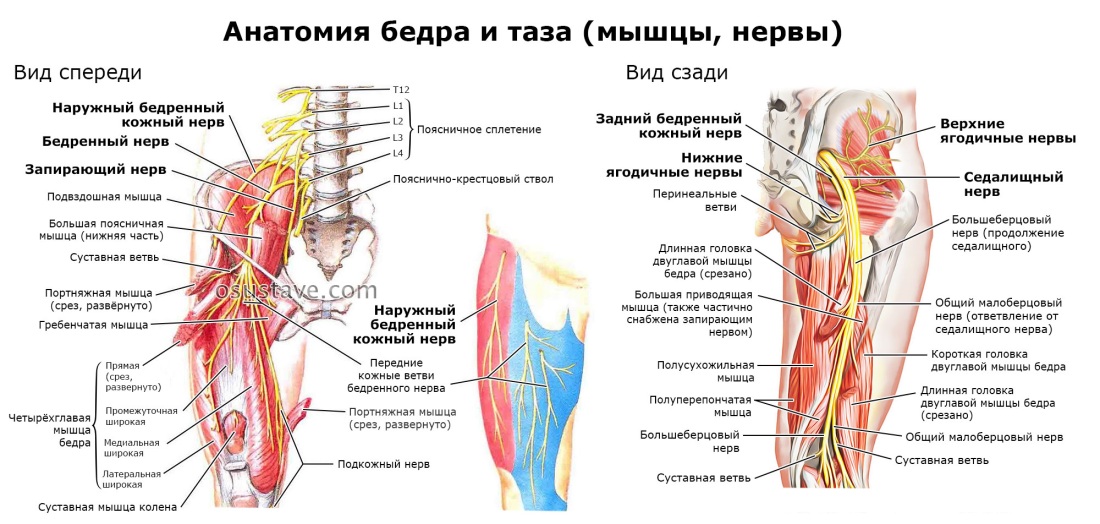 Тазобедренный сустав нервы анатомия