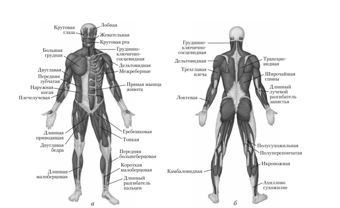 Строение мышц человека спереди