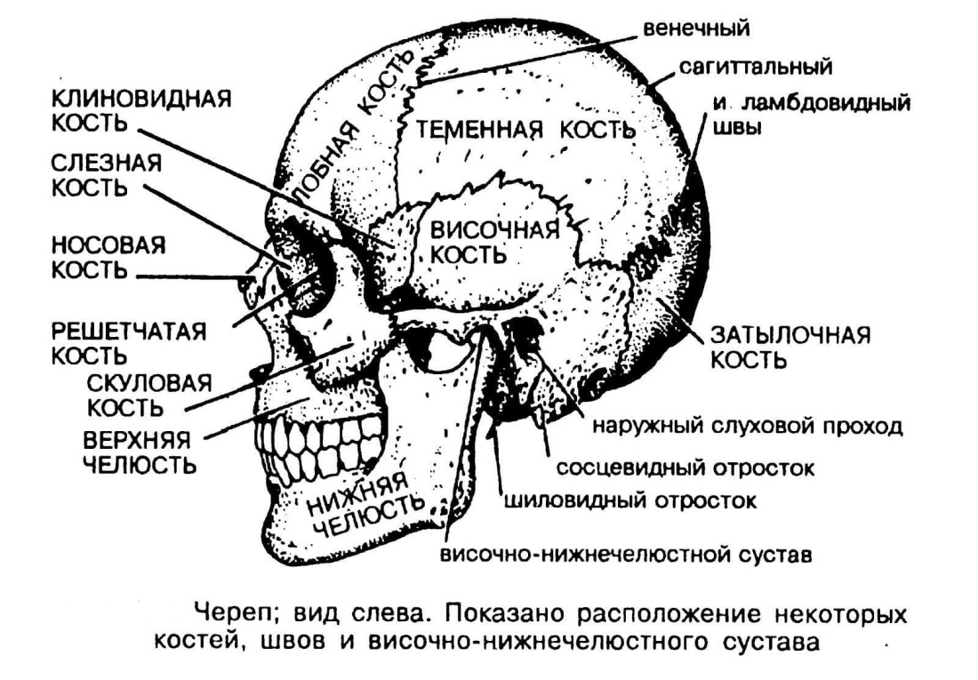 Строение черепа человека сзади