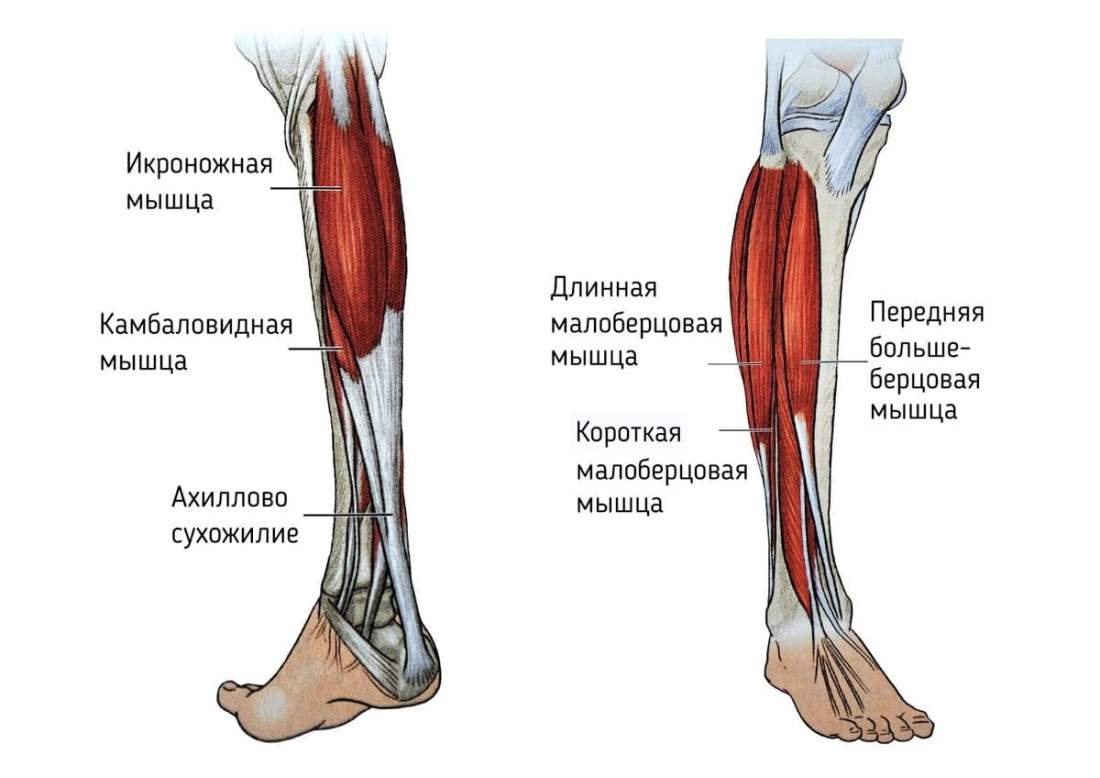 Икроножная и камбаловидная мышцы