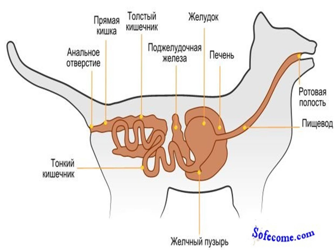 Роллы Геншин Импакт