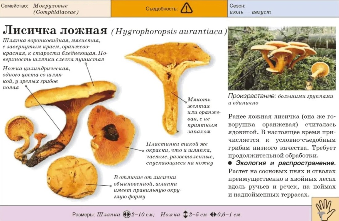 Виды трусов женских названия