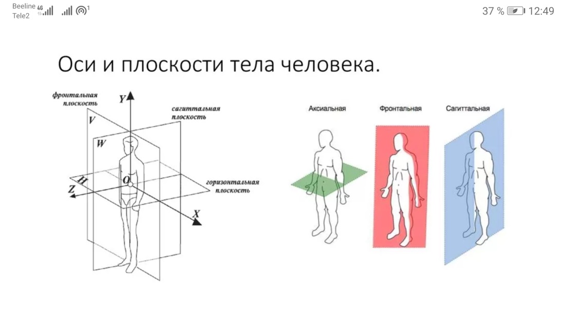 Фронтальная сагиттальная и горизонтальная плоскость