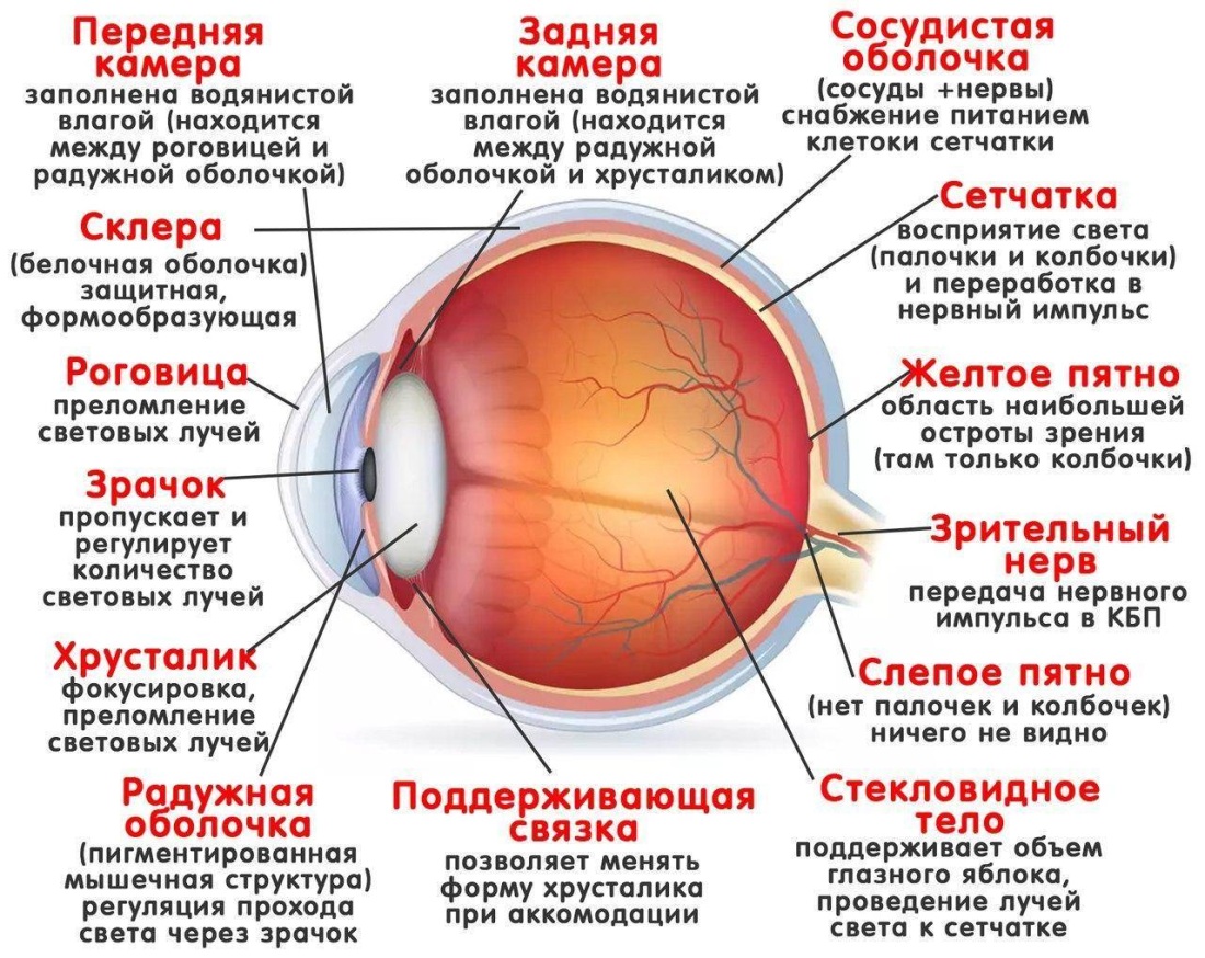 Строение глазного яблока оболочки и их функции