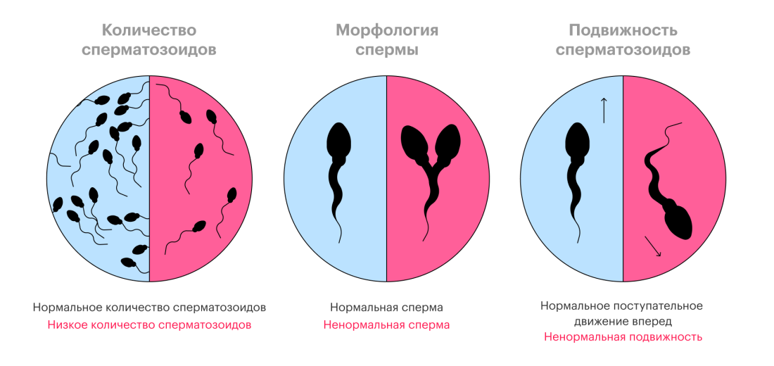 Численность сперматозоидов