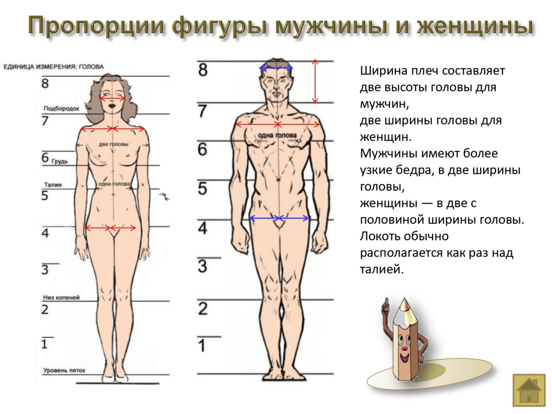 Пропорции мужской и женской фигуры