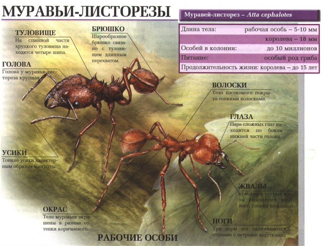 Описание муравьев