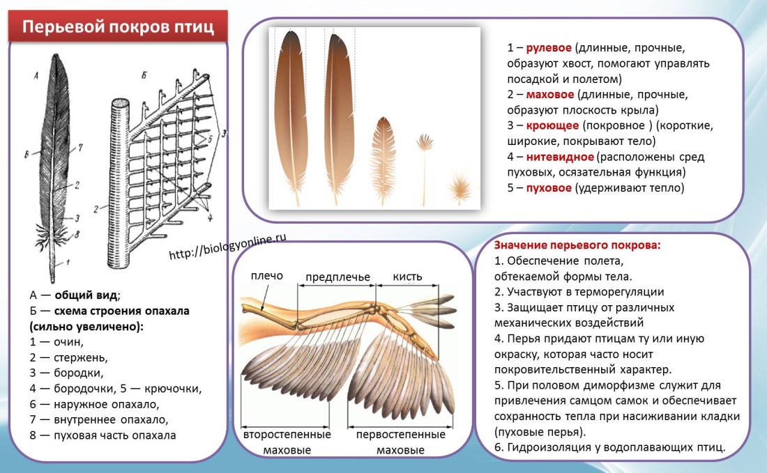 Анна Касьянова певица