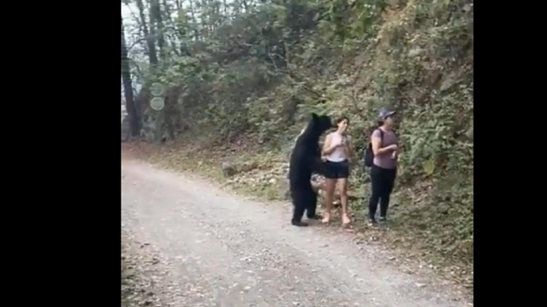 Нападение медведя на девушку