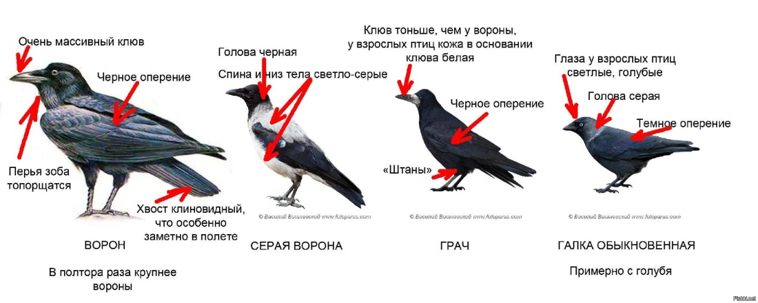 Кирстен Данст в фильме Мария-Антуанетта